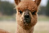 alpaca for sale