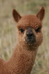 alpaca for sale