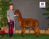 alpaca for sale