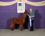 alpaca for sale