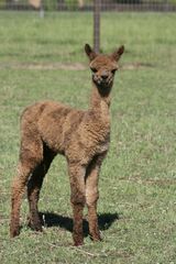 alpaca for sale