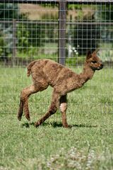 alpaca for sale