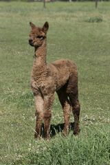 alpaca for sale