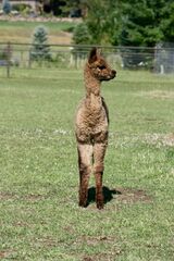 alpaca for sale