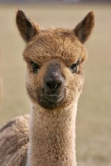 alpaca for sale
