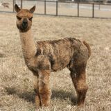 alpaca for sale