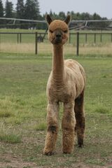 alpaca for sale