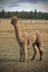 alpaca for sale