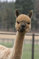 alpaca for sale
