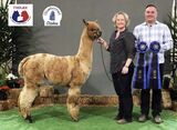 alpaca for sale