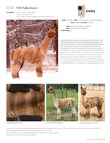 alpaca for sale