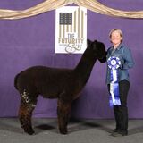 alpaca for sale