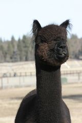 alpaca for sale