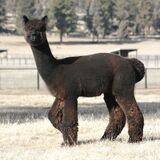 alpaca for sale