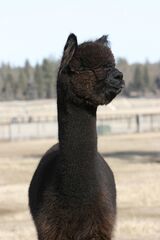alpaca for sale
