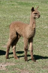 alpaca for sale