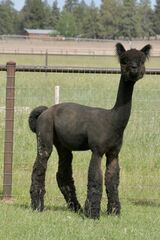 alpaca for sale