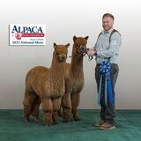 alpaca for sale