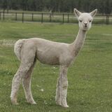 alpaca for sale