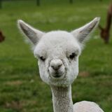 alpaca for sale