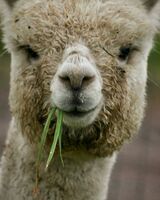 alpaca for sale