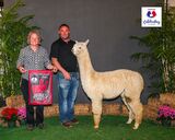 alpaca for sale