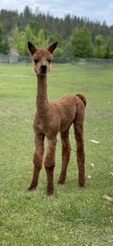 alpaca for sale