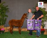 alpaca for sale