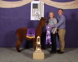 alpaca for sale