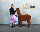 alpaca for sale