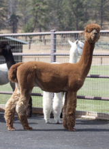 alpaca for sale
