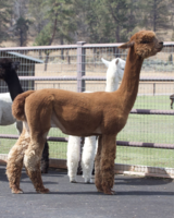 alpaca for sale