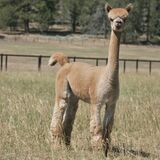 alpaca for sale