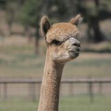 alpaca for sale