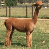 alpaca for sale