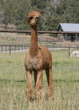 alpaca for sale