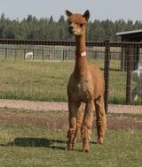 alpaca for sale