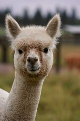 alpaca for sale