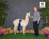 alpaca for sale