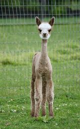 alpaca for sale