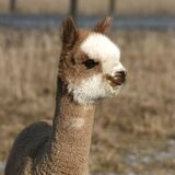 alpaca for sale
