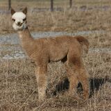 alpaca for sale