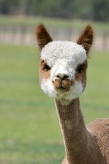 alpaca for sale