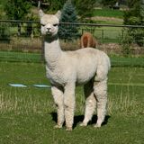 alpaca for sale