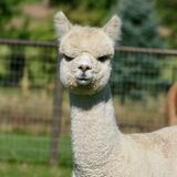 alpaca for sale