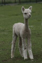 alpaca for sale
