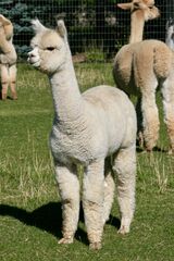 alpaca for sale