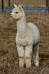alpaca for sale