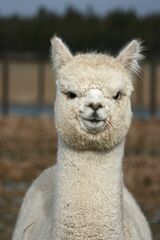 alpaca for sale