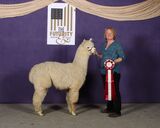 alpaca for sale